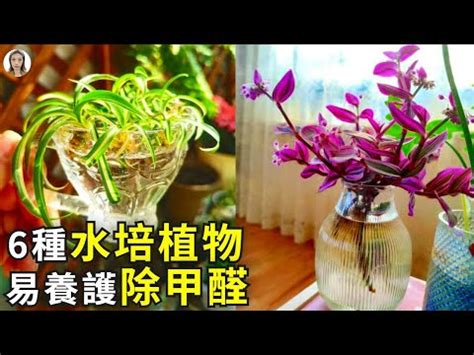 水 種 植物 風水|水種植物新手入門！ 15 種室內植物推薦 種植好處/開運寓意/風格。